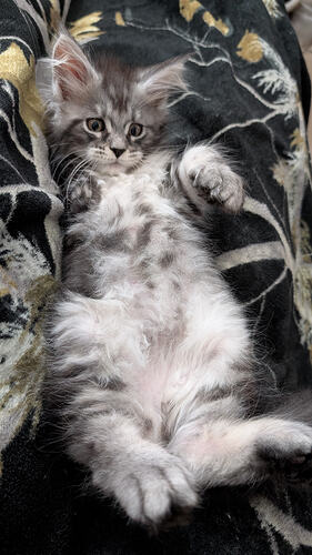 mainecoon